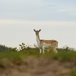 Boszicht 4 aan de Kust