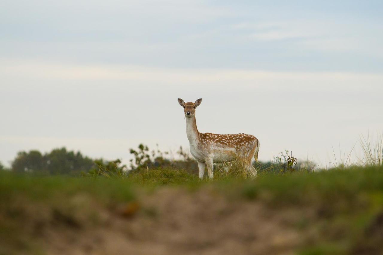 Boszicht 4 Aan De Kust